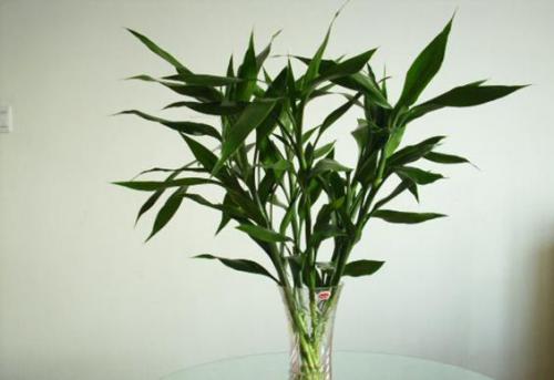 富贵竹的作用 绿植在家中的作用